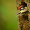 Strakapoud velky - Dendrocopos major - Great Spotted Woodpecker 2466